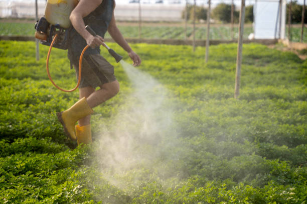 Wasp Removal Services in Elmer, NJ