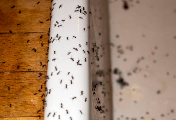Best Local Pest Control Services  in Elmer, NJ